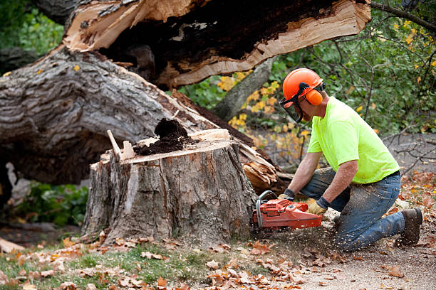 Best Tree Mulching  in Huachuca City, AZ